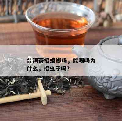 普洱茶招蟑螂吗，能喝吗为什么，招虫子吗？