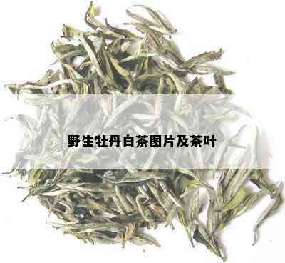 野生牡丹白茶图片及茶叶