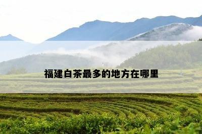 福建白茶最多的地方在哪里