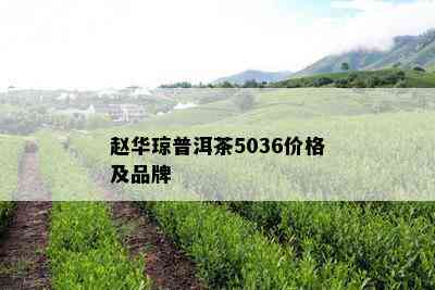 赵华琼普洱茶5036价格及品牌