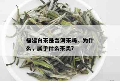 福建白茶是普洱茶吗，为什么，属于什么茶类？