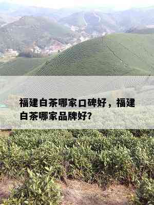 福建白茶哪家口碑好，福建白茶哪家品牌好？