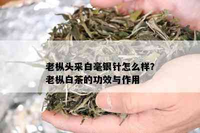 老枞头采白毫银针怎么样？老枞白茶的功效与作用