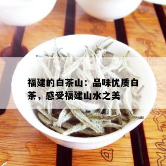 福建的白茶山：品味优质白茶，感受福建山水之美