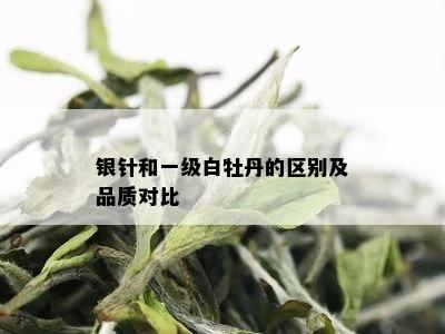 银针和一级白牡丹的区别及品质对比