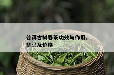 普洱古树春茶功效与作用、禁忌及价格