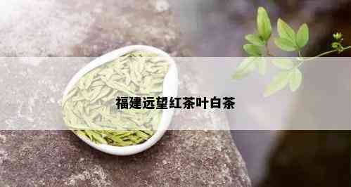 福建远望红茶叶白茶