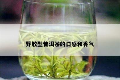 野放型普洱茶的口感和香气