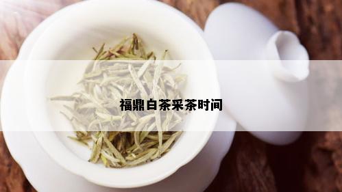 福鼎白茶采茶时间