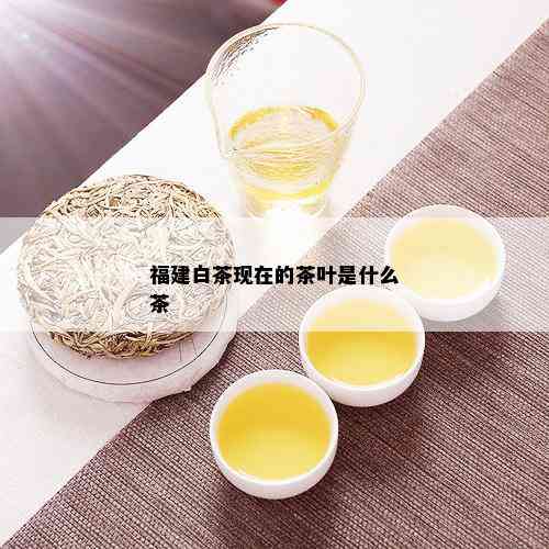 福建白茶现在的茶叶是什么茶