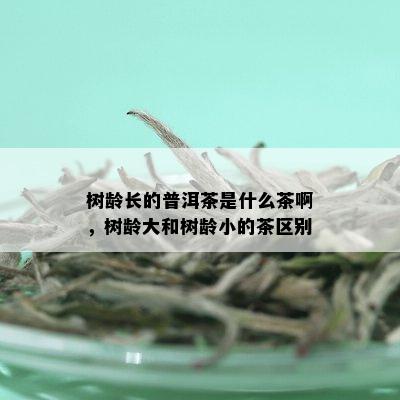 树龄长的普洱茶是什么茶啊，树龄大和树龄小的茶区别