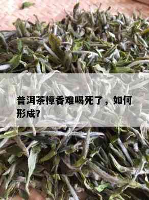 普洱茶樟香难喝死了，如何形成？