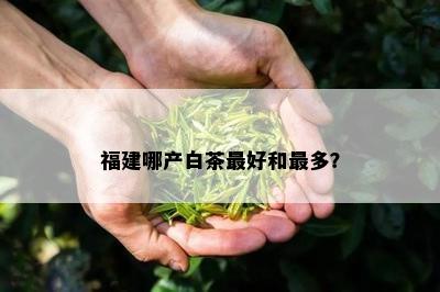 福建哪产白茶更好和最多？