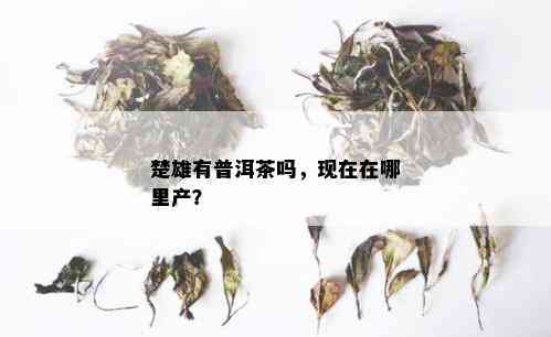 楚雄有普洱茶吗，现在在哪里产？