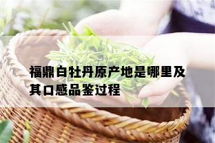 福鼎白牡丹原产地是哪里及其口感品鉴过程