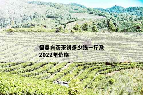 福鼎白茶茶饼多少钱一斤及2022年价格