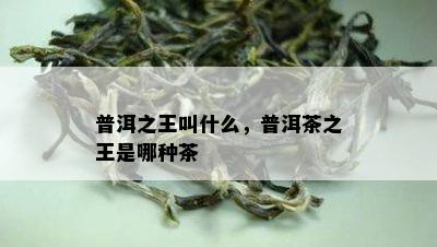 普洱之王叫什么，普洱茶之王是哪种茶