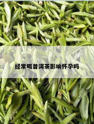 经常喝普洱茶影响怀孕吗