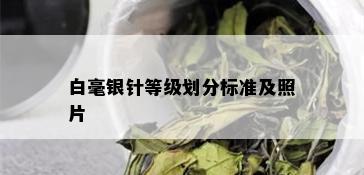 白毫银针等级划分标准及照片