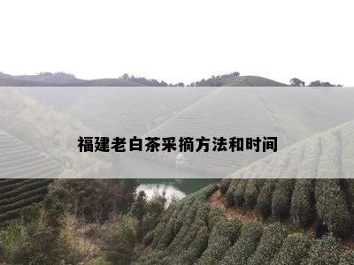 福建老白茶采摘方法和时间