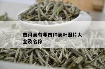 普洱茶有哪四种茶叶图片大全及名称