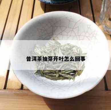 普洱茶抽芽开叶怎么回事