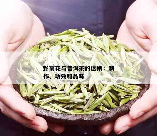 野菊花与普洱茶的区别：制作、功效和品味