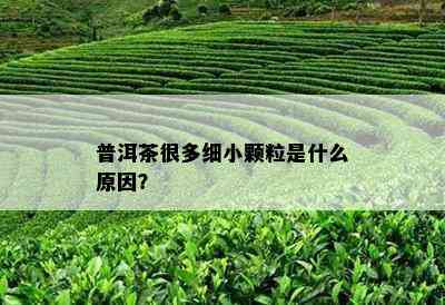 普洱茶很多细小颗粒是什么原因？