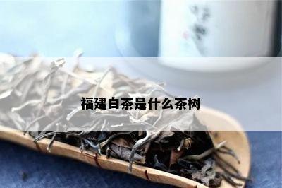 福建白茶是什么茶树