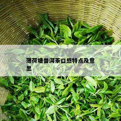 薄荷塘普洱茶口感特点及意思