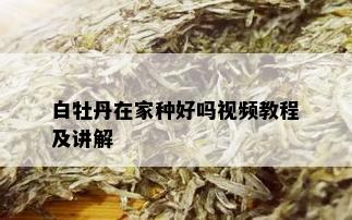 白牡丹在家种好吗视频教程及讲解