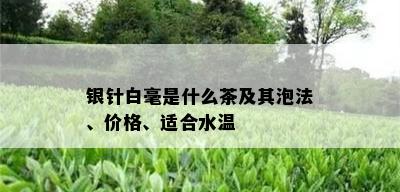 银针白毫是什么茶及其泡法、价格、适合水温