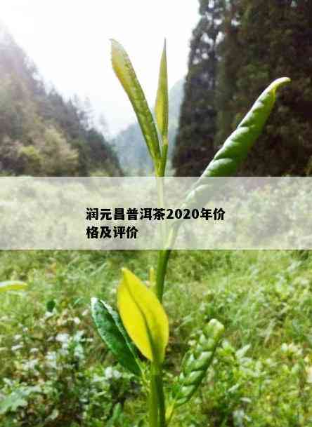 润元昌普洱茶2020年价格及评价