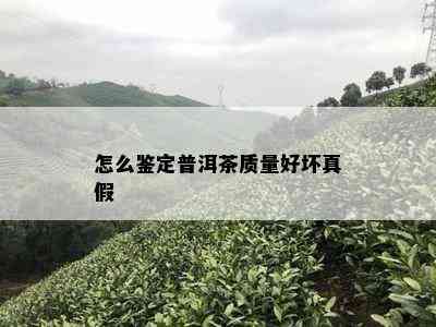 怎么鉴定普洱茶质量好坏真假