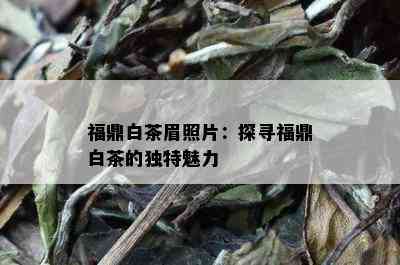 福鼎白茶眉照片：探寻福鼎白茶的独特魅力