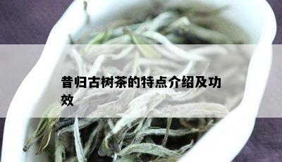 昔归古树茶的特点介绍及功效