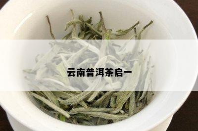 云南普洱茶启一