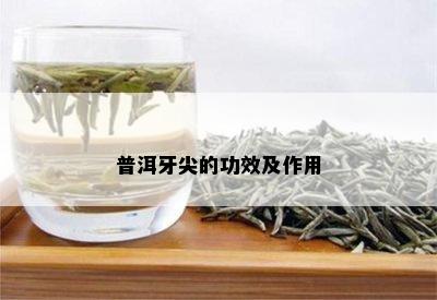 普洱牙尖的功效及作用