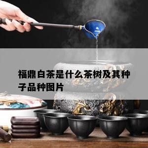 福鼎白茶是什么茶树及其种子品种图片