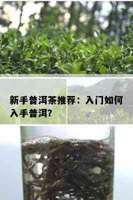 新手普洱茶推荐：入门如何入手普洱？