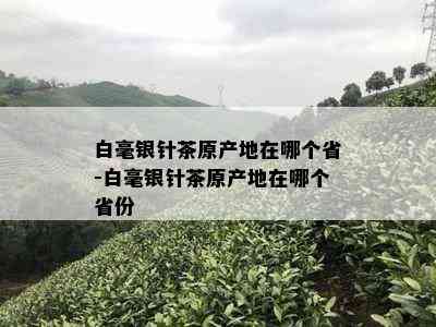 白毫银针茶原产地在哪个省-白毫银针茶原产地在哪个省份