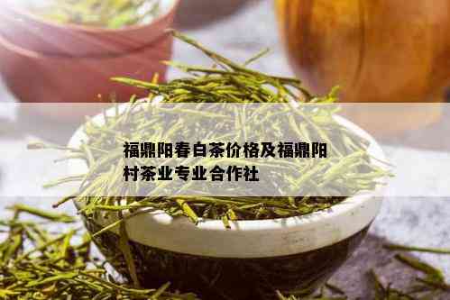 福鼎阳春白茶价格及福鼎阳村茶业专业合作社