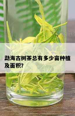 勐海古树茶总有多少亩种植及面积？