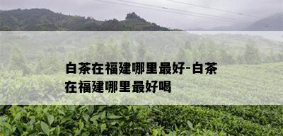 白茶在福建哪里更好-白茶在福建哪里更好喝