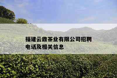 福建云鼎茶业有限公司招聘电话及相关信息