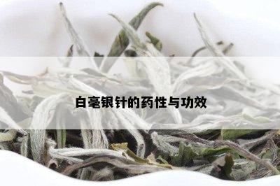 白毫银针的药性与功效