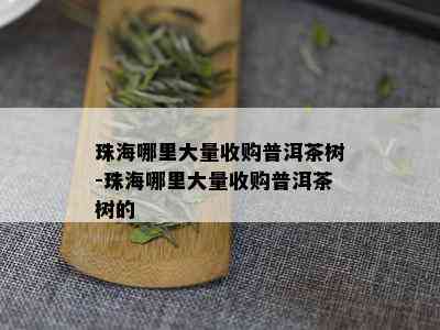 珠海哪里大量收购普洱茶树-珠海哪里大量收购普洱茶树的