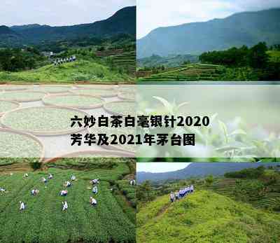 六妙白茶白毫银针2020芳华及2021年茅台图