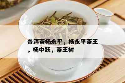 普洱茶杨永平，杨永平茶王，杨中跃，茶王树