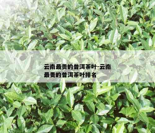 云南最贵的普洱茶叶-云南最贵的普洱茶叶排名